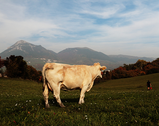 Formaggi di montagna Caliri