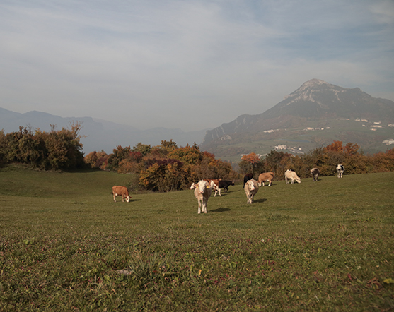 Formaggi di montagna della Lessinia