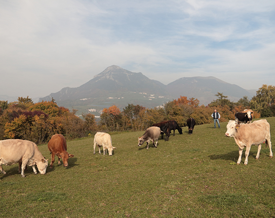 Formaggio montano della Lessinia